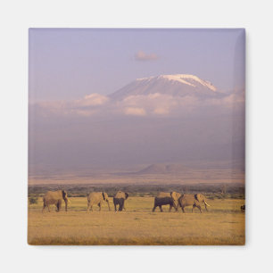 Kenia: Nationaal park Amboseli, Olifanten Magneet
