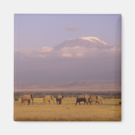 Kenia: Nationaal park Amboseli, Olifanten Magneet (Voorkant)