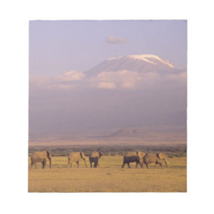 Kenia: Nationaal park Amboseli, Olifanten Notitieblok