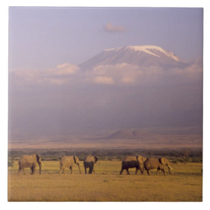 Kenia: Nationaal park Amboseli, Olifanten Tegeltje