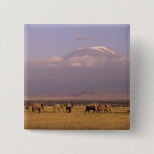 Kenia: Nationaal park Amboseli, Olifanten Vierkante Button 5,1 Cm