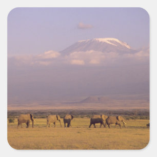 Kenia: Nationaal park Amboseli, Olifanten Vierkante Sticker
