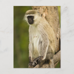 Kenia, Nationaal park Lake Nakuru. Groene meerkat Briefkaart