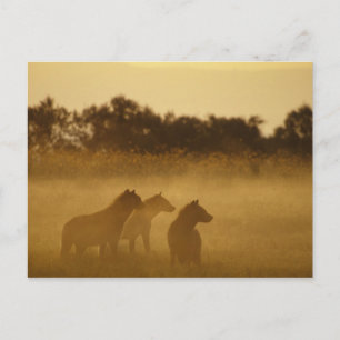 Kenia: Nationaal park Lake Turkana gevlekte hyena' Briefkaart