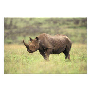Kenia, Nationaal Park Nairobi. Black Rhinoceros Foto Afdruk