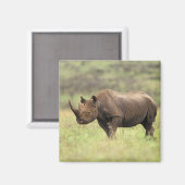 Kenia, Nationaal Park Nairobi. Black Rhinoceros Magneet (Voorkant / Achterkant)