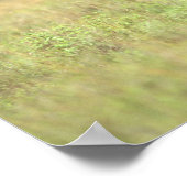 Kenia, Nationaal Park Nairobi. Black Rhinoceros Poster (Hoek)