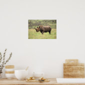 Kenia, Nationaal Park Nairobi. Black Rhinoceros Poster (Keuken)
