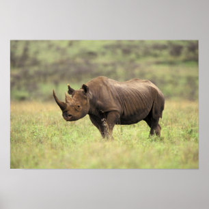 Kenia, Nationaal Park Nairobi. Black Rhinoceros Poster