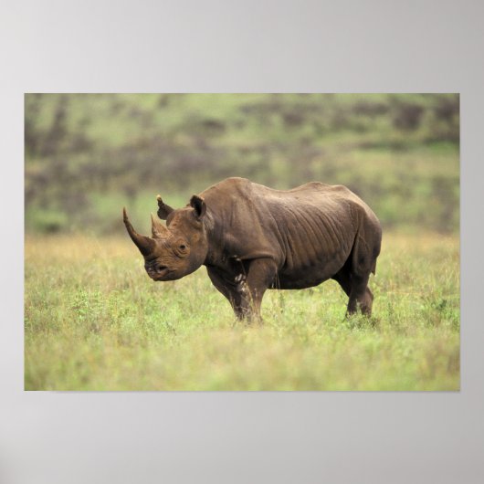 Kenia, Nationaal Park Nairobi. Black Rhinoceros Poster (Voorkant)