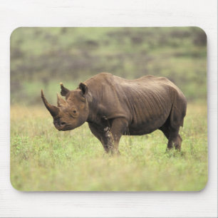 Kenia, Nationaal park Nairobi. Zwarte neushoorn Muismat