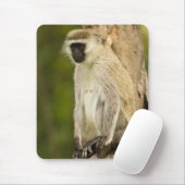 Kenia, Nationaal Park Nakuru-meer. Vervet Muismat (Met muis)