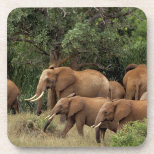 Kenia: Nationaal park Tsavo East, kudde Afrikaanse Drankjes Onderzetter