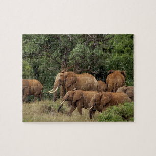 Kenia: Nationaal park Tsavo East, kudde Afrikaanse Legpuzzel
