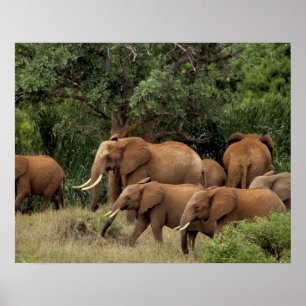Kenia: Nationaal park Tsavo East, kudde Afrikaanse Poster
