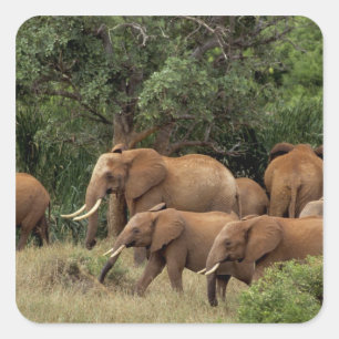 Kenia: Nationaal park Tsavo East, kudde Afrikaanse Vierkante Sticker