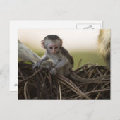 Kenia, Samburu Game Reserve. Vervet Monkey Briefkaart (Voorkant / Achterkant)