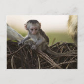 Kenia, Samburu Game Reserve. Vervet Monkey Briefkaart (Voorkant)