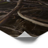 Kenia, Samburu Game Reserve. Vervet Monkey Poster (Hoek)