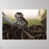 Kenia, Samburu Game Reserve. Vervet Monkey Poster (Voorkant)