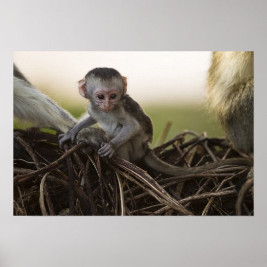 Kenia, Samburu Game Reserve. Vervet Monkey Poster (Voorkant)
