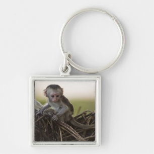 Kenia, Samburu Game Reserve. Vervet Monkey Sleutelhanger
