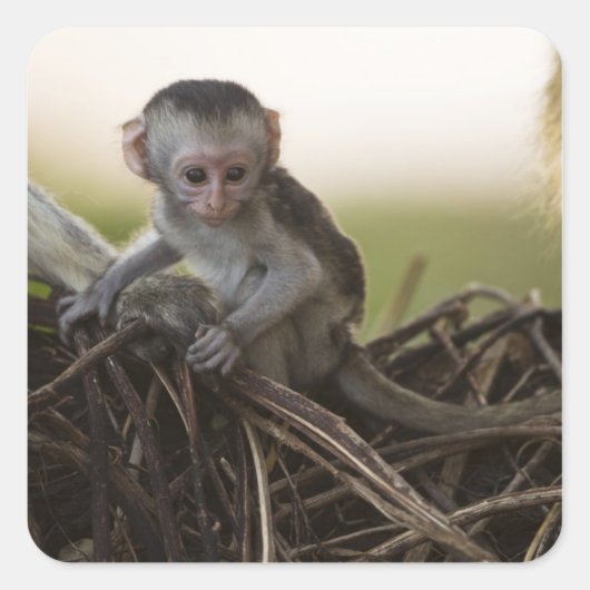 Kenia, Samburu Game Reserve. Vervet Monkey Vierkante Sticker (Voorkant)