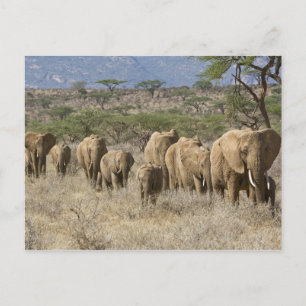 Kenia, Samburu National Reserve. Olifanten Briefkaart