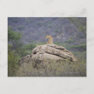 Kenia, Samburu Natuur Reserve, vrouw leeuw op Briefkaart