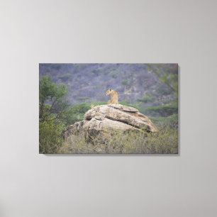 Kenia, Samburu Natuur Reserve, vrouw leeuw op Canvas Afdruk