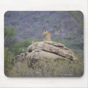 Kenia, Samburu Natuur Reserve, vrouw leeuw op Muismat