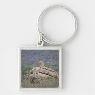 Kenia, Samburu Natuur Reserve, vrouw leeuw op Sleutelhanger
