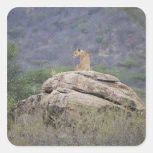 Kenia, Samburu Natuur Reserve, vrouw leeuw op Vierkante Sticker