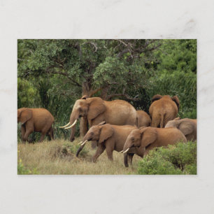 Kenia: Tsavo East National Park, kudde-Afrikaans Briefkaart