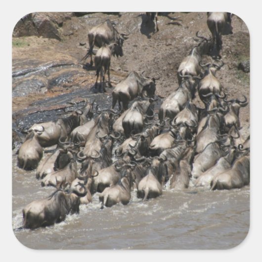 Kenia Wildebeest Vierkante Sticker (Voorkant)