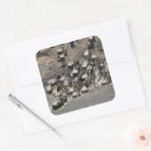 Kenia Wildebeest Vierkante Sticker (Envelop)