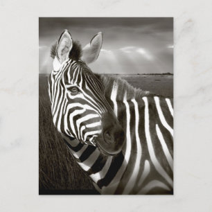 Kenia. Zwart en wit van zebra en vlakte. Briefkaart