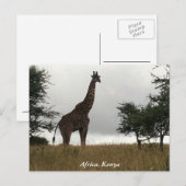 Keniaanse giraffe in het wild briefkaart (Voorkant / Achterkant)