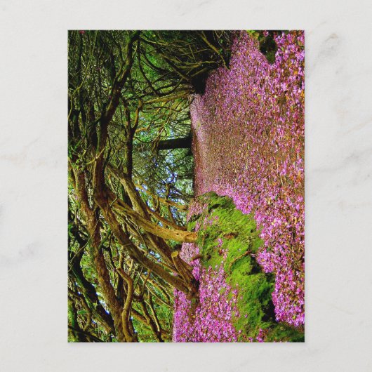 Kenmare Fairy Road Briefkaart (Voorkant)