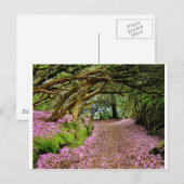 Kenmare Rhododendron Tunnel Briefkaart (Voorkant / Achterkant)