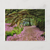 Kenmare Rhododendron Tunnel Briefkaart (Voorkant)
