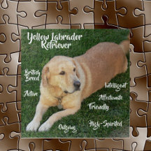 Kenmerken van de gele Labrador Retriever spel