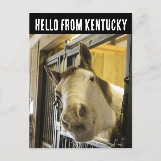 KENTUCCKY PAARD LACHENDE FUNNY POSTKAART (Voorkant)