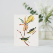 Kentucky Fly-Catching Warbler Birds Illustration Briefkaart (Staand voorkant)