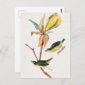 Kentucky Fly-Catching Warbler Birds Illustration Briefkaart (Voorkant / Achterkant)