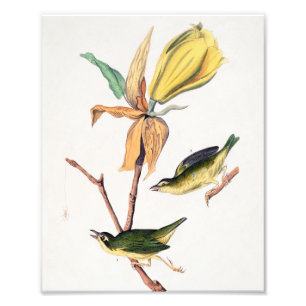 Kentucky Fly-Catching Warbler Birds Illustration Foto Afdruk