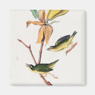 Kentucky Fly-Catching Warbler Birds Illustration Magneet