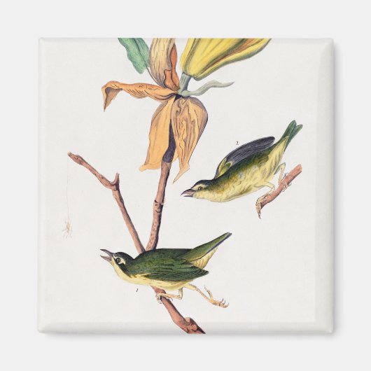 Kentucky Fly-Catching Warbler Birds Illustration Magneet (Voorkant)