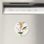Kentucky Fly-Catching Warbler Birds Illustration Magneet (Insitu (Vaatwasser))