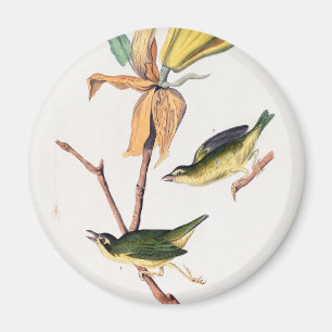 Kentucky Fly-Catching Warbler Birds Illustration Magneet